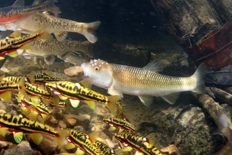Underwater shot of several small fish. One holds a pebble in its mouth.