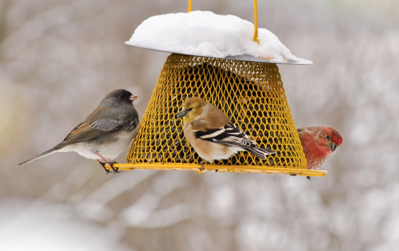 birds at a feeder